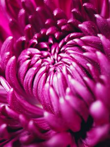 Preview wallpaper chrysanthemum, flower, petals, macro, purple