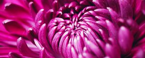 Preview wallpaper chrysanthemum, flower, petals, macro, purple