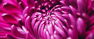 Preview wallpaper chrysanthemum, flower, petals, macro, purple