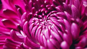 Preview wallpaper chrysanthemum, flower, petals, macro, purple