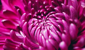 Preview wallpaper chrysanthemum, flower, petals, macro, purple