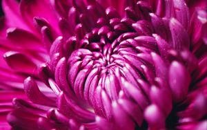 Preview wallpaper chrysanthemum, flower, petals, macro, purple