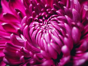 Preview wallpaper chrysanthemum, flower, petals, macro, purple