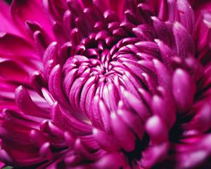 Preview wallpaper chrysanthemum, flower, petals, macro, purple