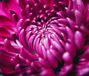 Preview wallpaper chrysanthemum, flower, petals, macro, purple