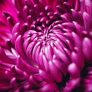 Preview wallpaper chrysanthemum, flower, petals, macro, purple