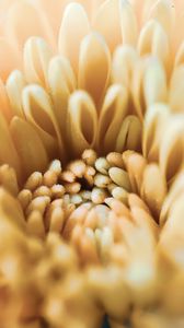 Preview wallpaper chrysanthemum, flower, petals, macro, yellow