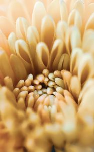 Preview wallpaper chrysanthemum, flower, petals, macro, yellow