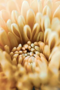 Preview wallpaper chrysanthemum, flower, petals, macro, yellow