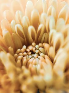 Preview wallpaper chrysanthemum, flower, petals, macro, yellow