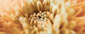 Preview wallpaper chrysanthemum, flower, petals, macro, yellow