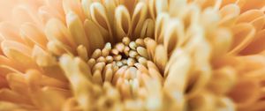 Preview wallpaper chrysanthemum, flower, petals, macro, yellow