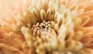 Preview wallpaper chrysanthemum, flower, petals, macro, yellow