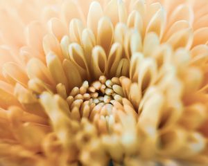 Preview wallpaper chrysanthemum, flower, petals, macro, yellow