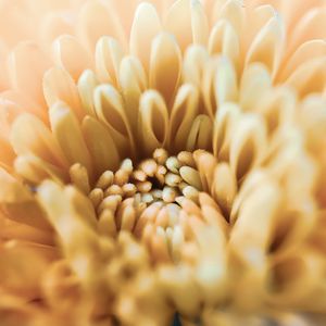 Preview wallpaper chrysanthemum, flower, petals, macro, yellow