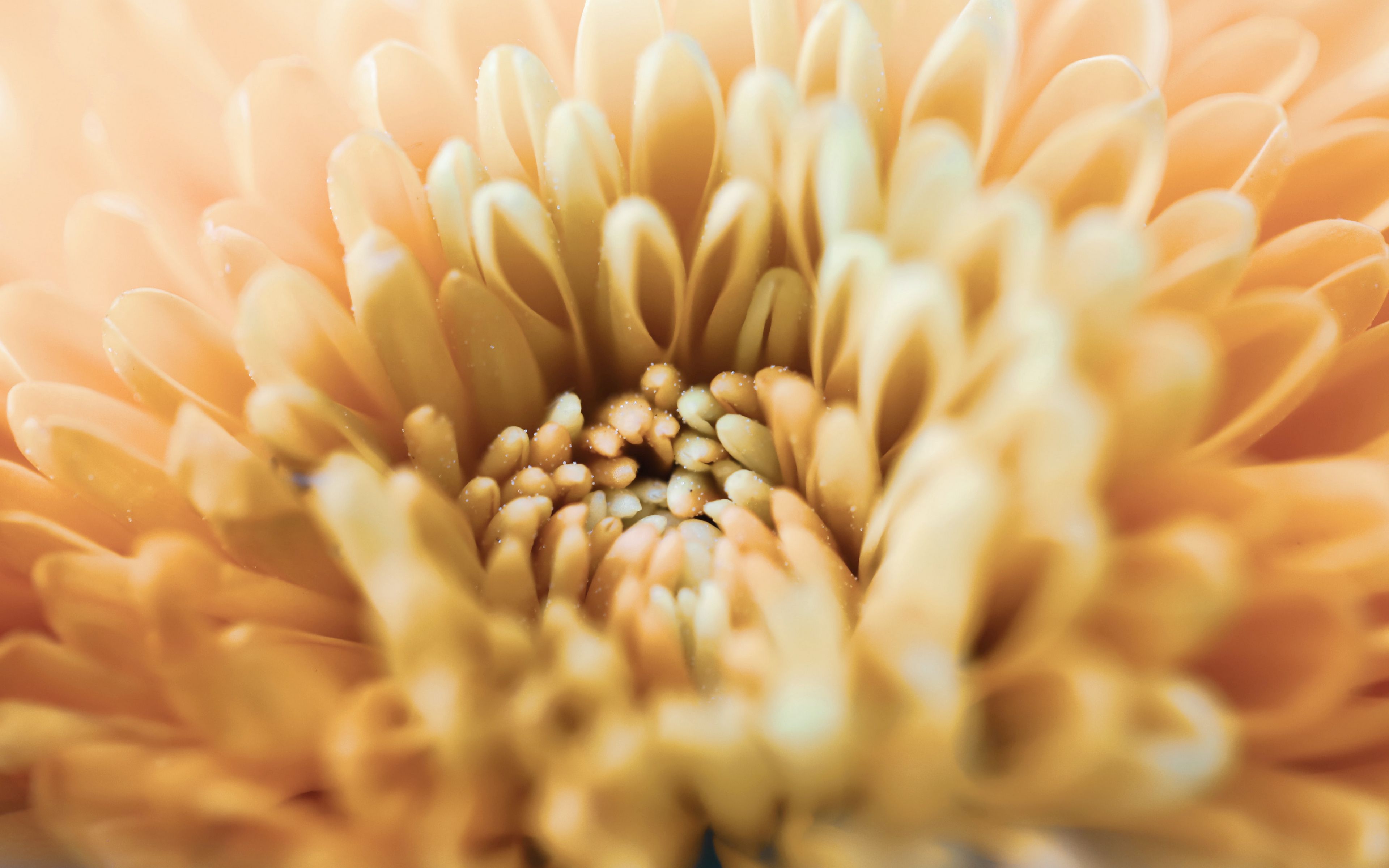 Download wallpaper 3840x2400 chrysanthemum, flower, petals, macro