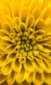 Preview wallpaper chrysanthemum, flower, petals, yellow, macro