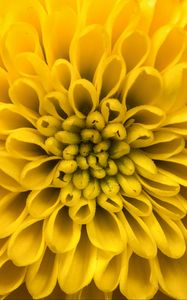 Preview wallpaper chrysanthemum, flower, petals, yellow, macro