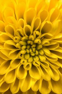 Preview wallpaper chrysanthemum, flower, petals, yellow, macro