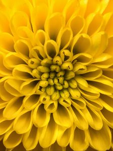 Preview wallpaper chrysanthemum, flower, petals, yellow, macro