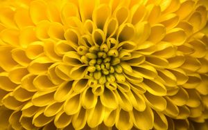 Preview wallpaper chrysanthemum, flower, petals, yellow, macro