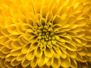 Preview wallpaper chrysanthemum, flower, petals, yellow, macro