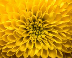 Preview wallpaper chrysanthemum, flower, petals, yellow, macro