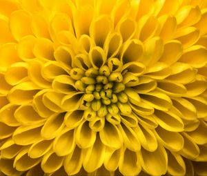 Preview wallpaper chrysanthemum, flower, petals, yellow, macro