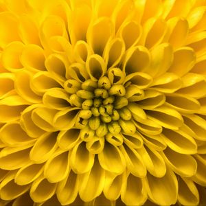 Preview wallpaper chrysanthemum, flower, petals, yellow, macro