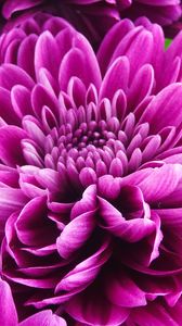 Preview wallpaper chrysanthemum, flower, petals, pink, macro