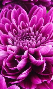 Preview wallpaper chrysanthemum, flower, petals, pink, macro