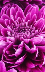 Preview wallpaper chrysanthemum, flower, petals, pink, macro