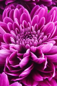 Preview wallpaper chrysanthemum, flower, petals, pink, macro