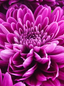 Preview wallpaper chrysanthemum, flower, petals, pink, macro