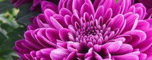 Preview wallpaper chrysanthemum, flower, petals, pink, macro