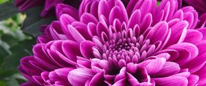 Preview wallpaper chrysanthemum, flower, petals, pink, macro