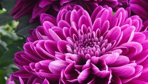 Preview wallpaper chrysanthemum, flower, petals, pink, macro