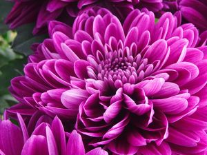 Preview wallpaper chrysanthemum, flower, petals, pink, macro