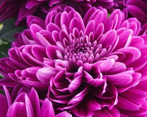 Preview wallpaper chrysanthemum, flower, petals, pink, macro