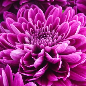 Preview wallpaper chrysanthemum, flower, petals, pink, macro