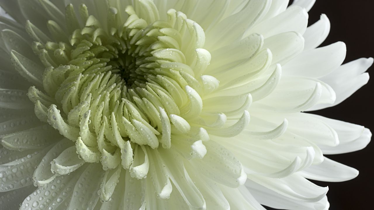 Wallpaper chrysanthemum, flower, petals, drops, macro, white