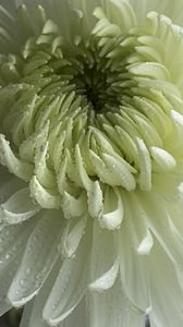 Preview wallpaper chrysanthemum, flower, petals, drops, macro, white