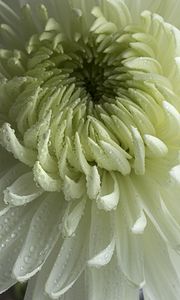 Preview wallpaper chrysanthemum, flower, petals, drops, macro, white