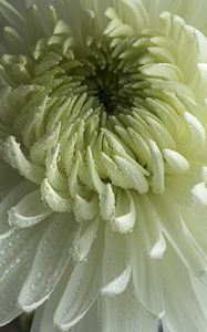 Preview wallpaper chrysanthemum, flower, petals, drops, macro, white