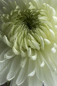 Preview wallpaper chrysanthemum, flower, petals, drops, macro, white