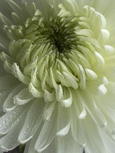 Preview wallpaper chrysanthemum, flower, petals, drops, macro, white