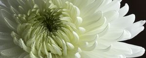 Preview wallpaper chrysanthemum, flower, petals, drops, macro, white