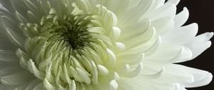 Preview wallpaper chrysanthemum, flower, petals, drops, macro, white