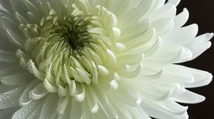 Preview wallpaper chrysanthemum, flower, petals, drops, macro, white