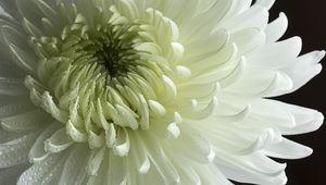 Preview wallpaper chrysanthemum, flower, petals, drops, macro, white